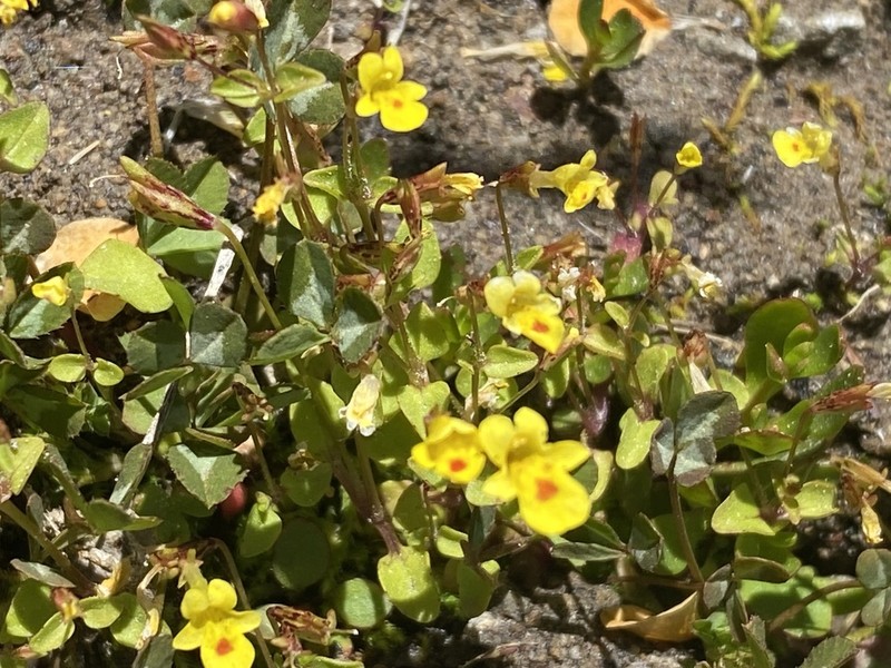Erythranthe howaldiae photo 3