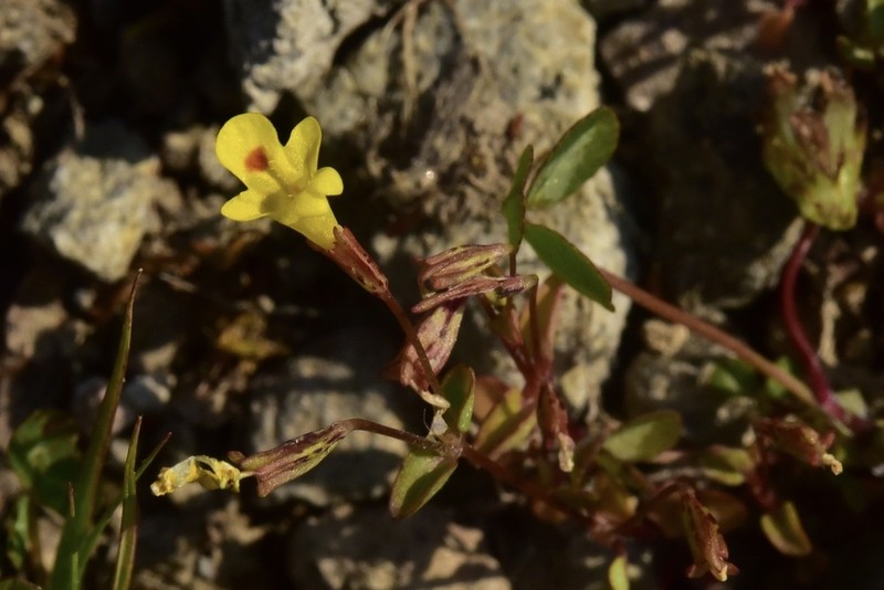 Erythranthe howaldiae photo 5