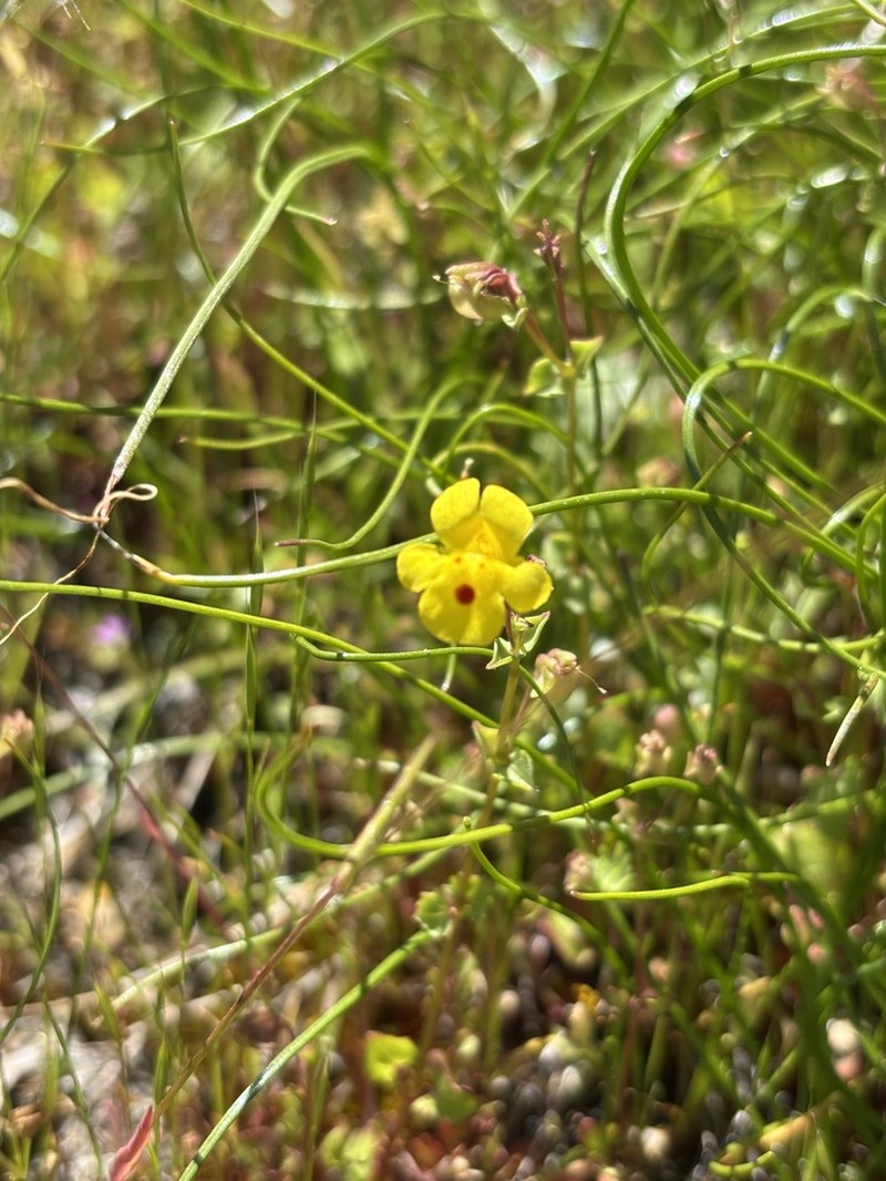 Erythranthe howaldiae photo 7