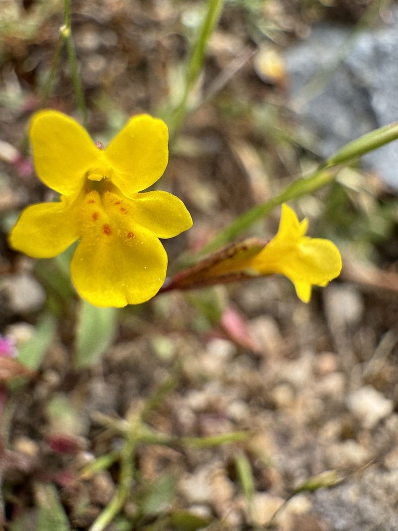 Erythranthe howaldiae photo 8