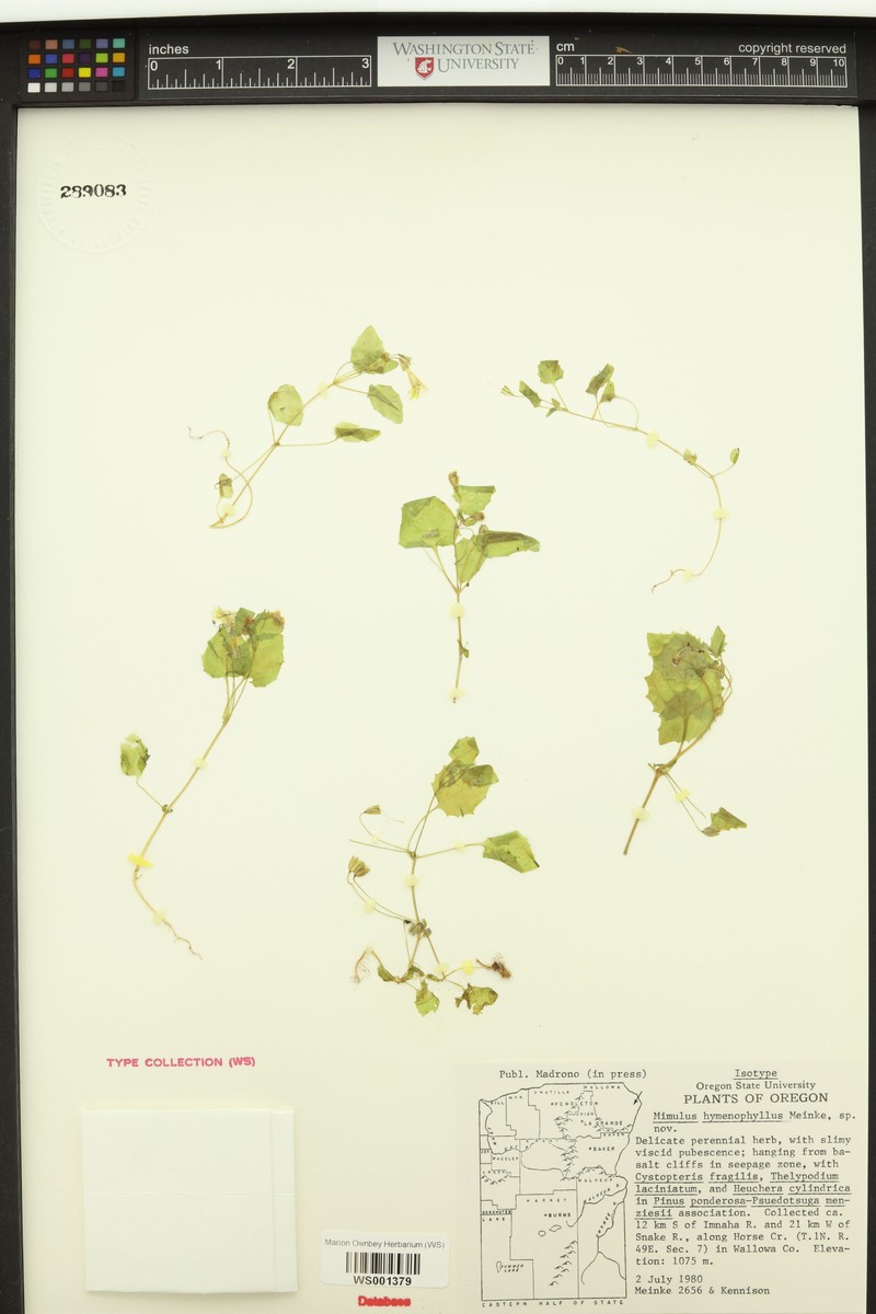 Thinsepal Monkeyflower