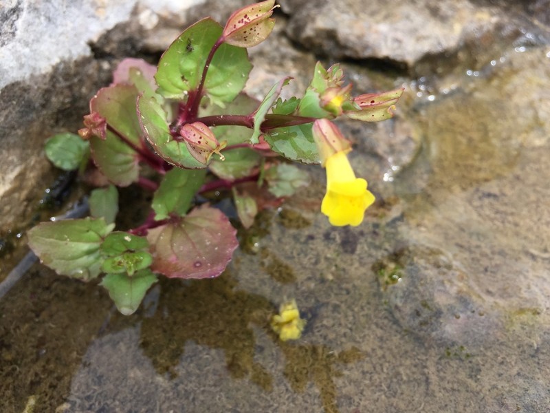 Erythranthe inamoena