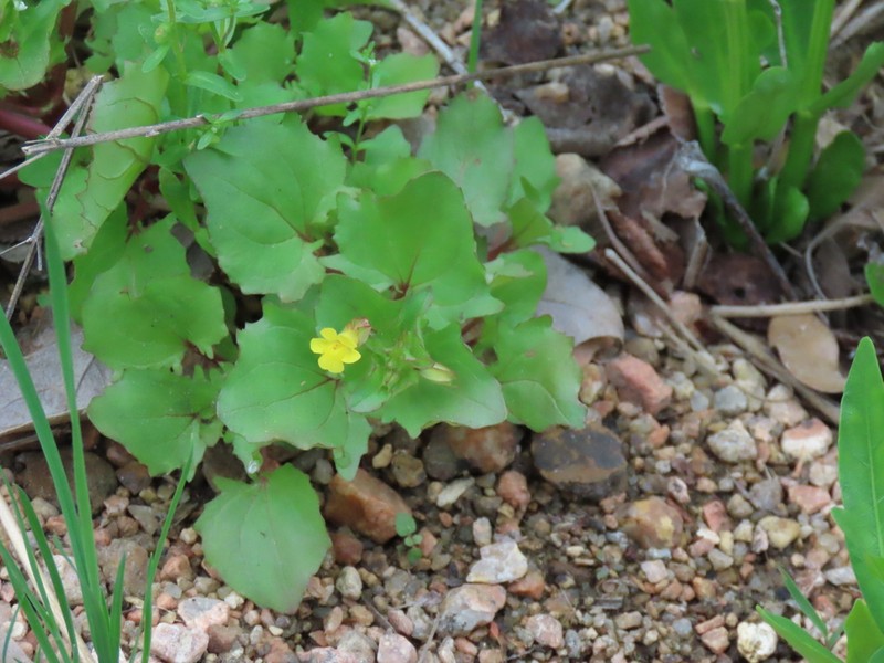 Erythranthe inamoena photo 2