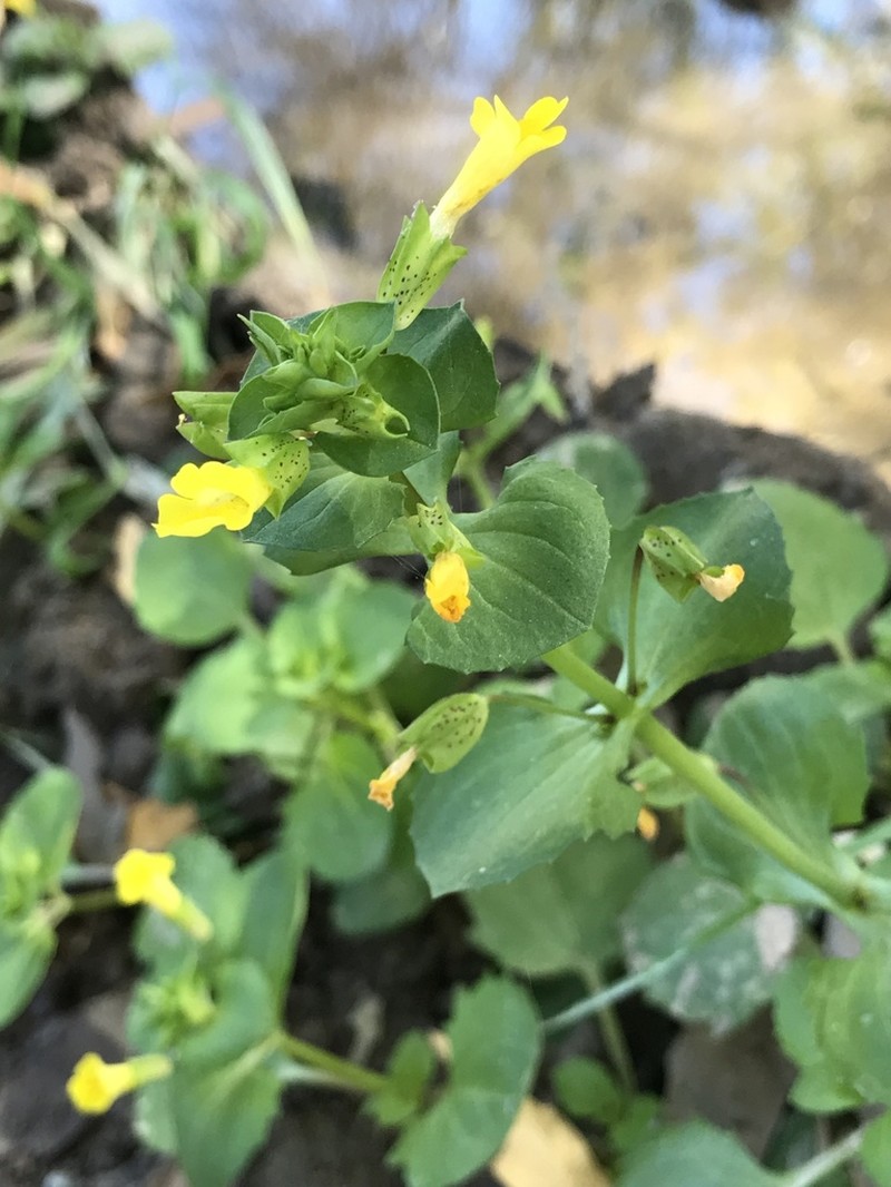 Erythranthe inamoena photo 3