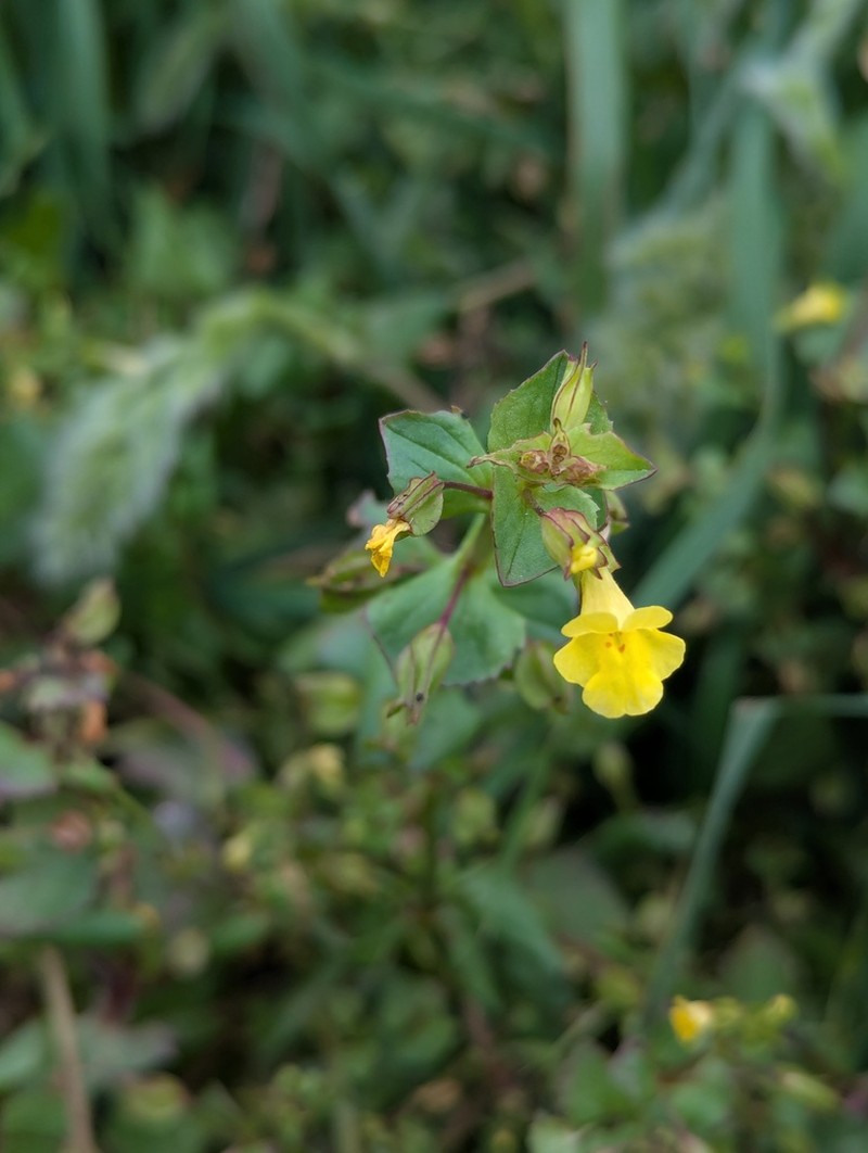 Erythranthe inamoena photo 4