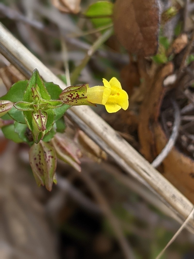 Erythranthe inamoena photo 6
