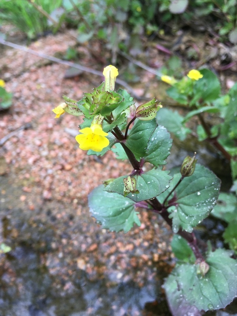 Erythranthe inamoena photo 7