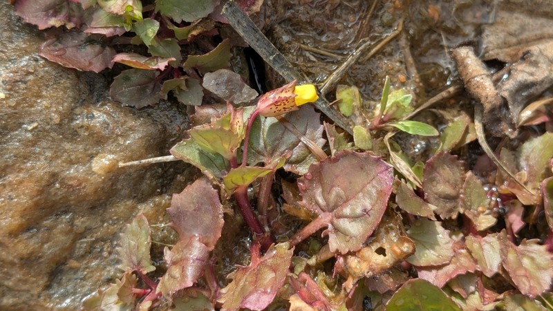 Erythranthe inamoena photo 8