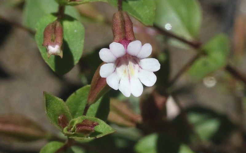 Smallflower Monkeyflower