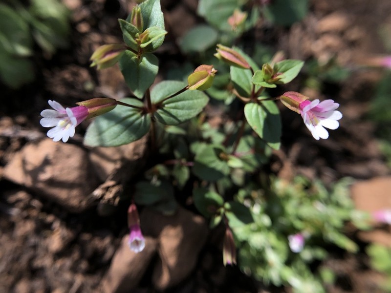 Smallflower Monkeyflower photo 4