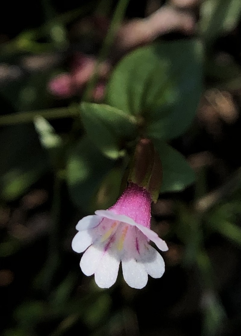 Smallflower Monkeyflower photo 5