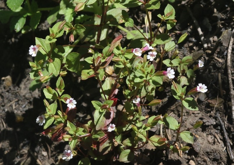 Smallflower Monkeyflower photo 6