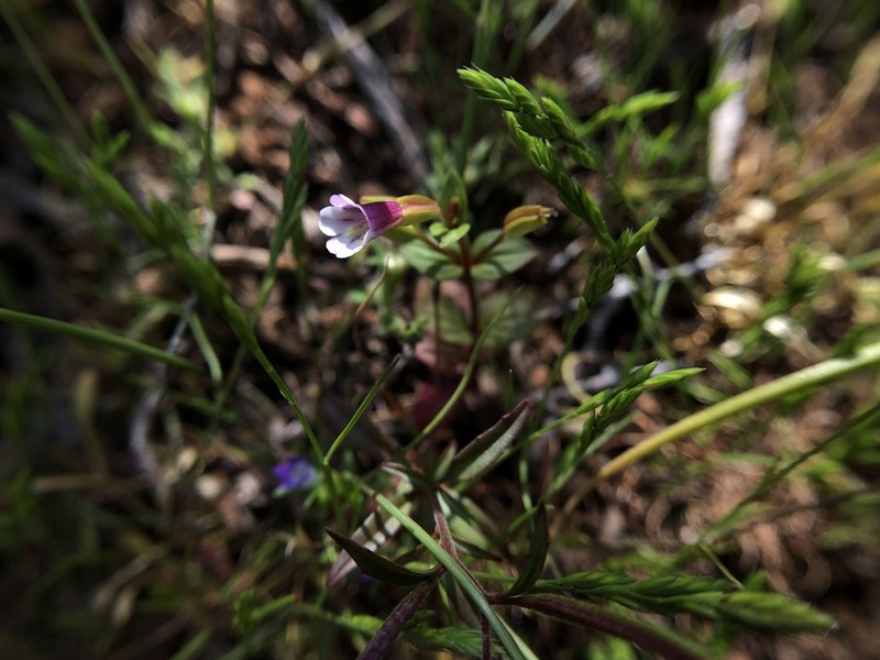 Smallflower Monkeyflower photo 7