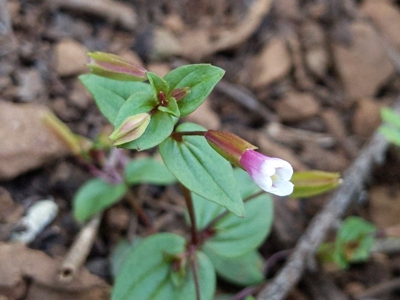 Smallflower Monkeyflower photo 8