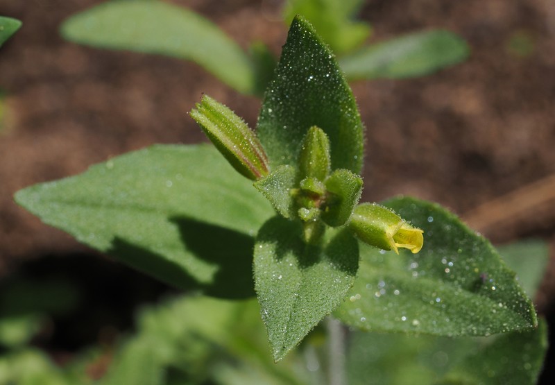 Disappearing Monkeyflower photo 2