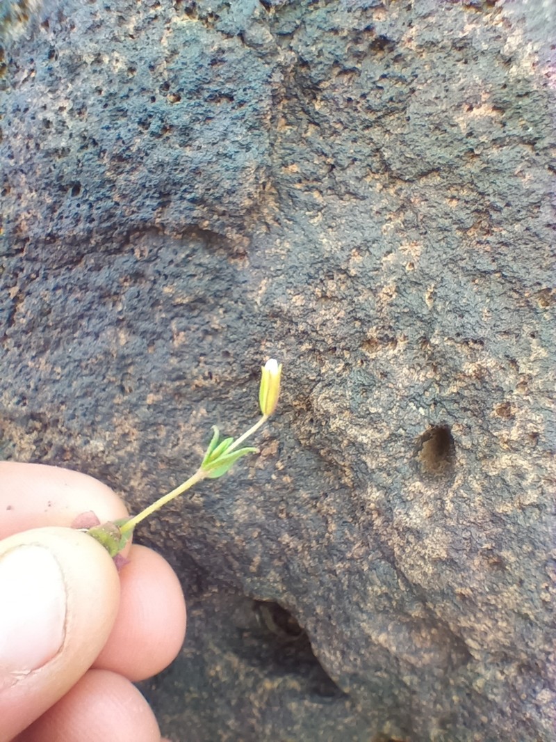 Disappearing Monkeyflower photo 3