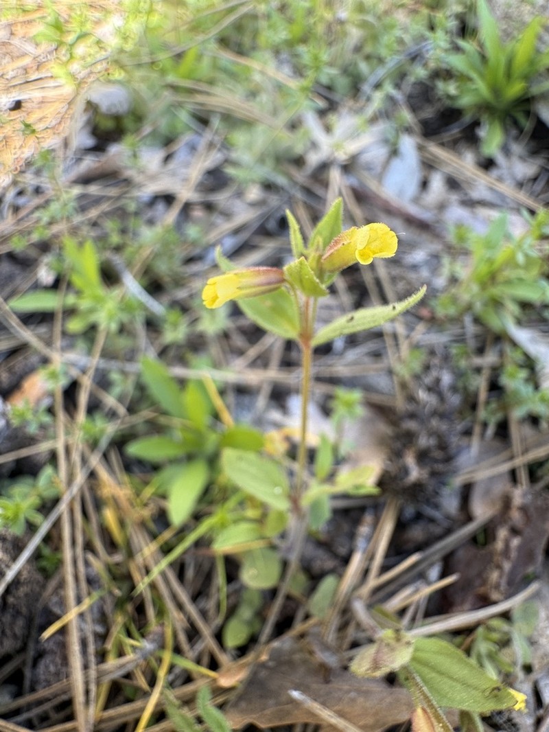 Disappearing Monkeyflower photo 5