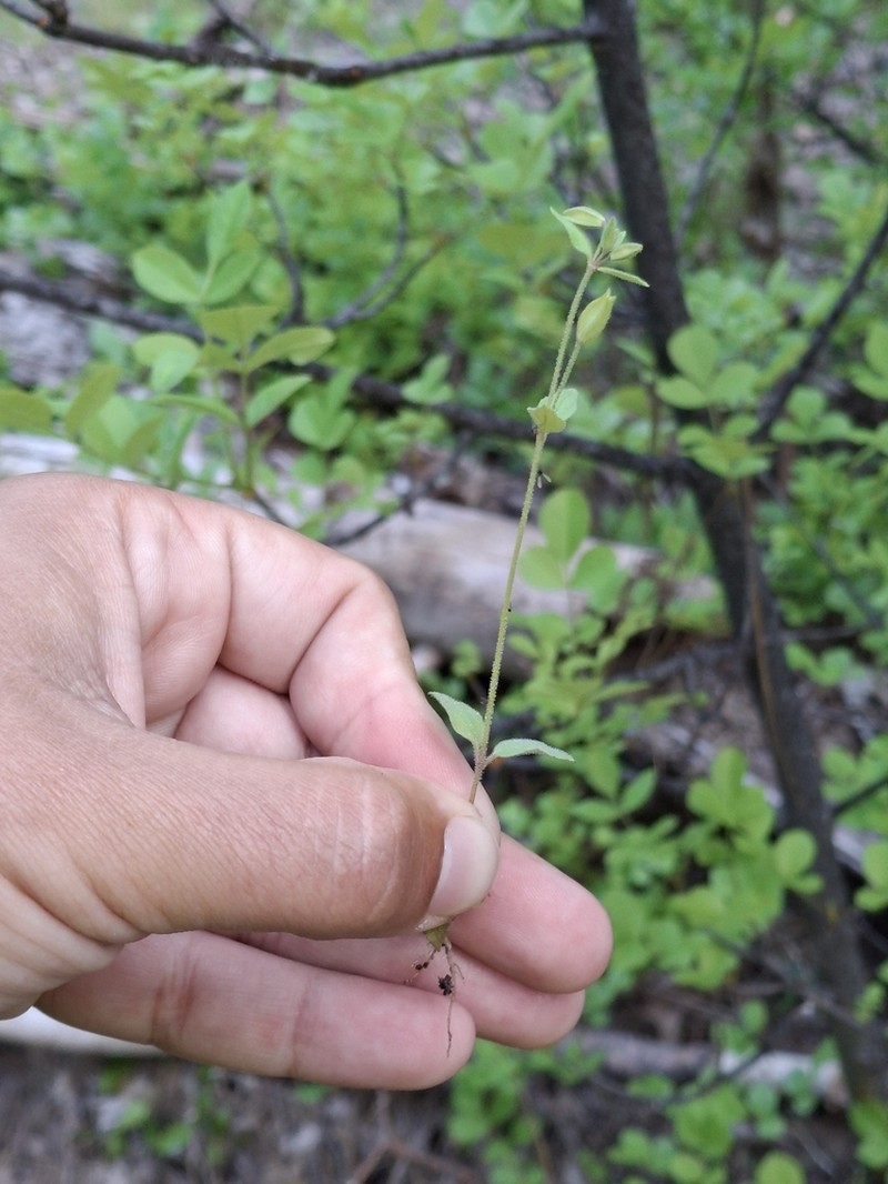 Disappearing Monkeyflower photo 6