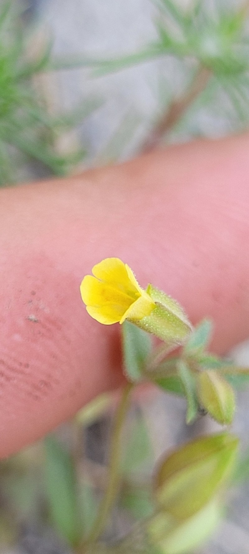 Disappearing Monkeyflower photo 8