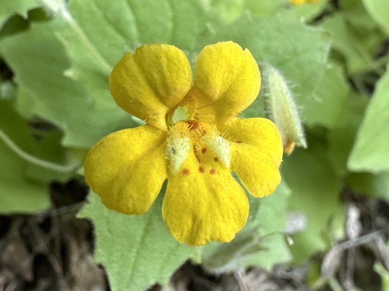 Liverwort Monkeyflower