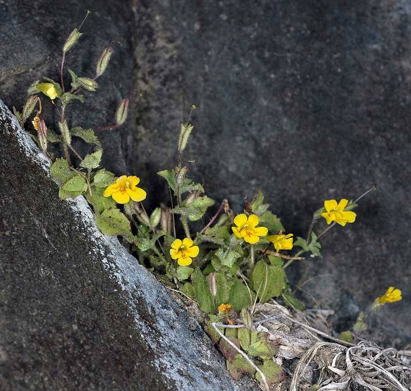 Liverwort Monkeyflower photo 2