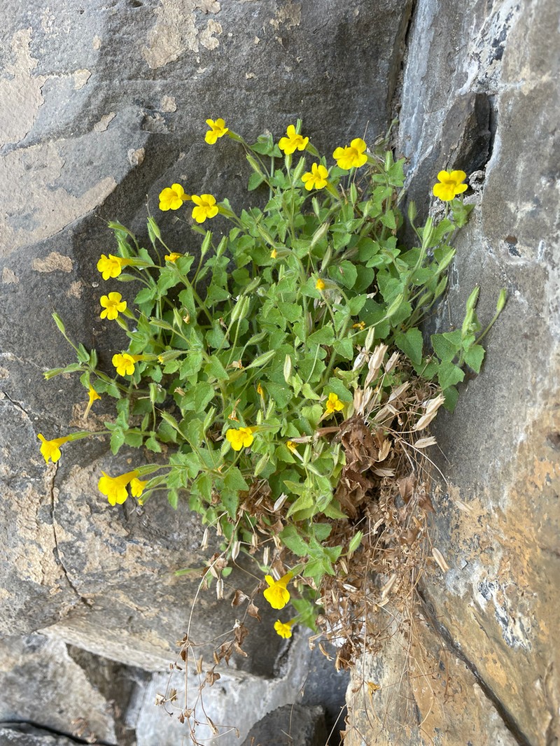 Liverwort Monkeyflower photo 3