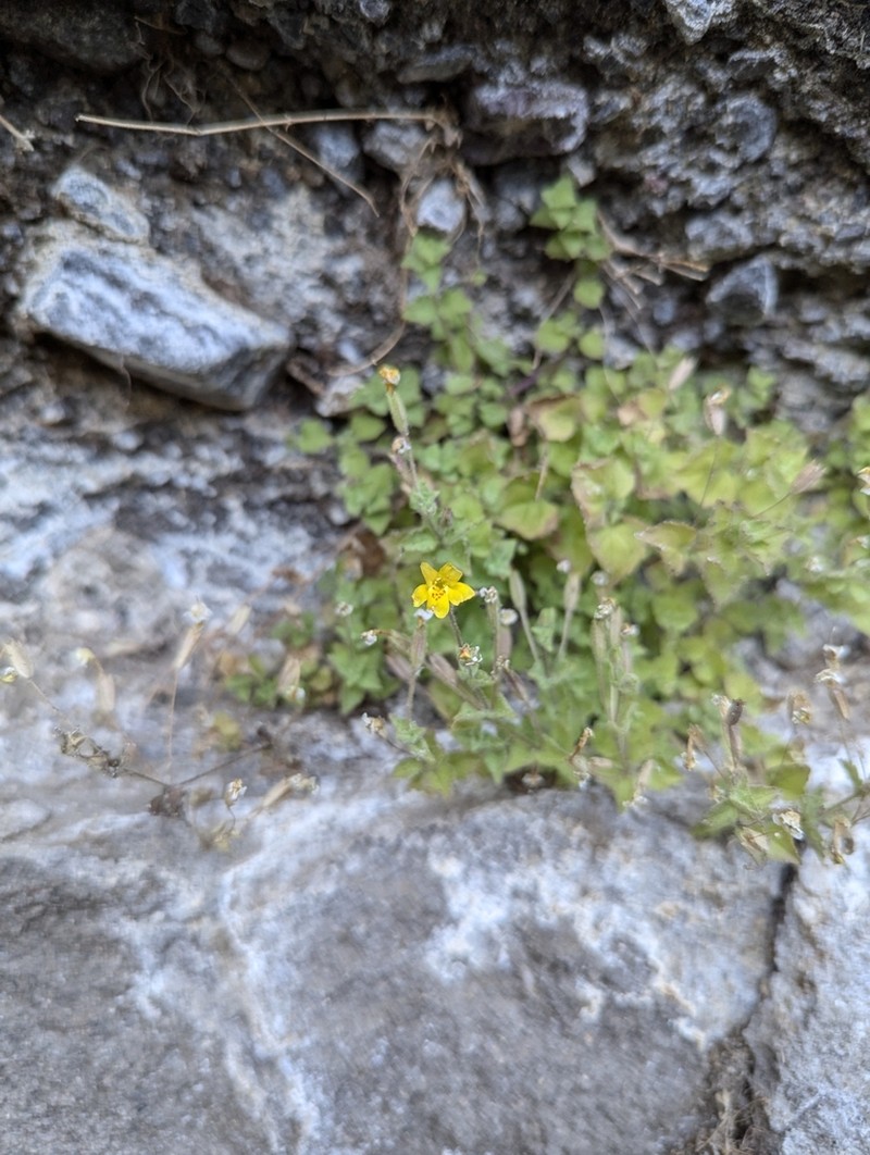 Liverwort Monkeyflower photo 4
