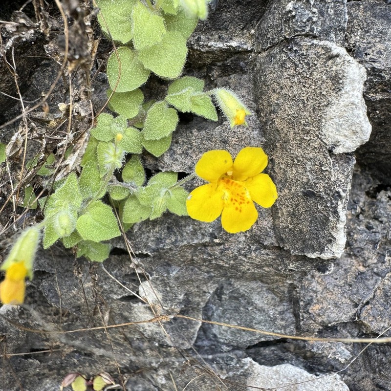 Liverwort Monkeyflower photo 5