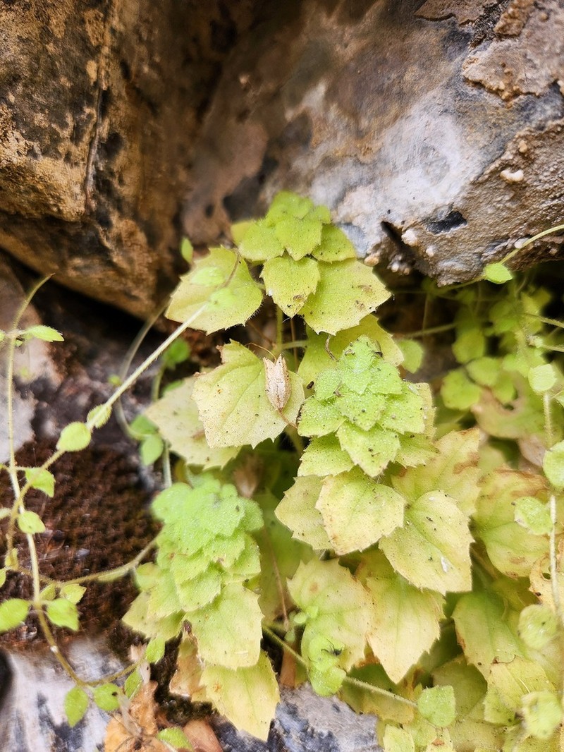 Liverwort Monkeyflower photo 6