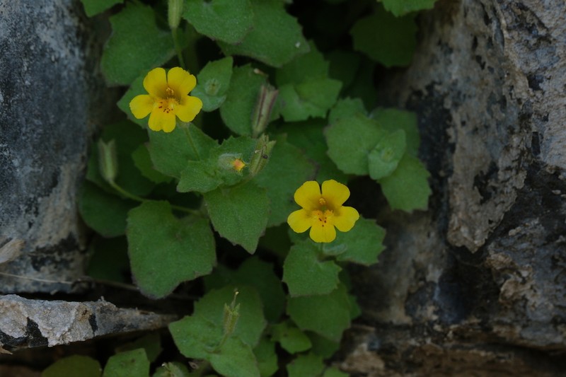 Liverwort Monkeyflower photo 7