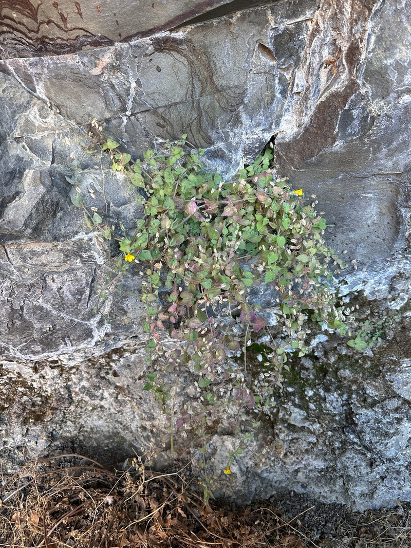 Liverwort Monkeyflower photo 8