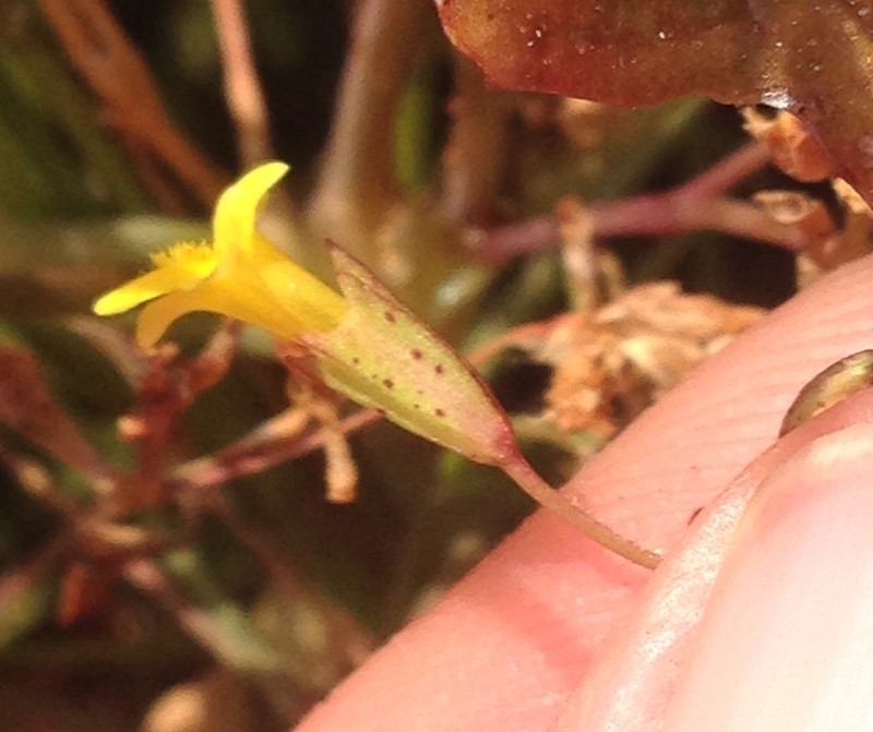 Cutleaf Monkeyflower
