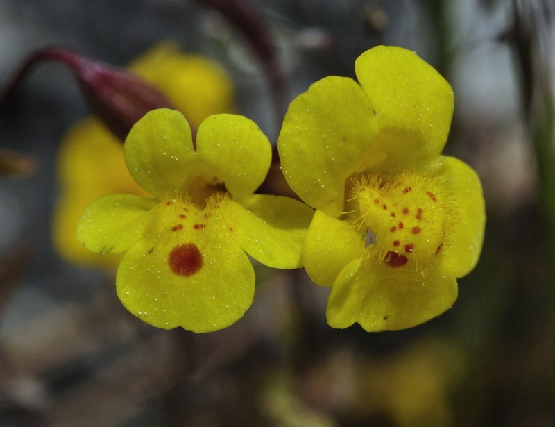 Cutleaf Monkeyflower photo 2