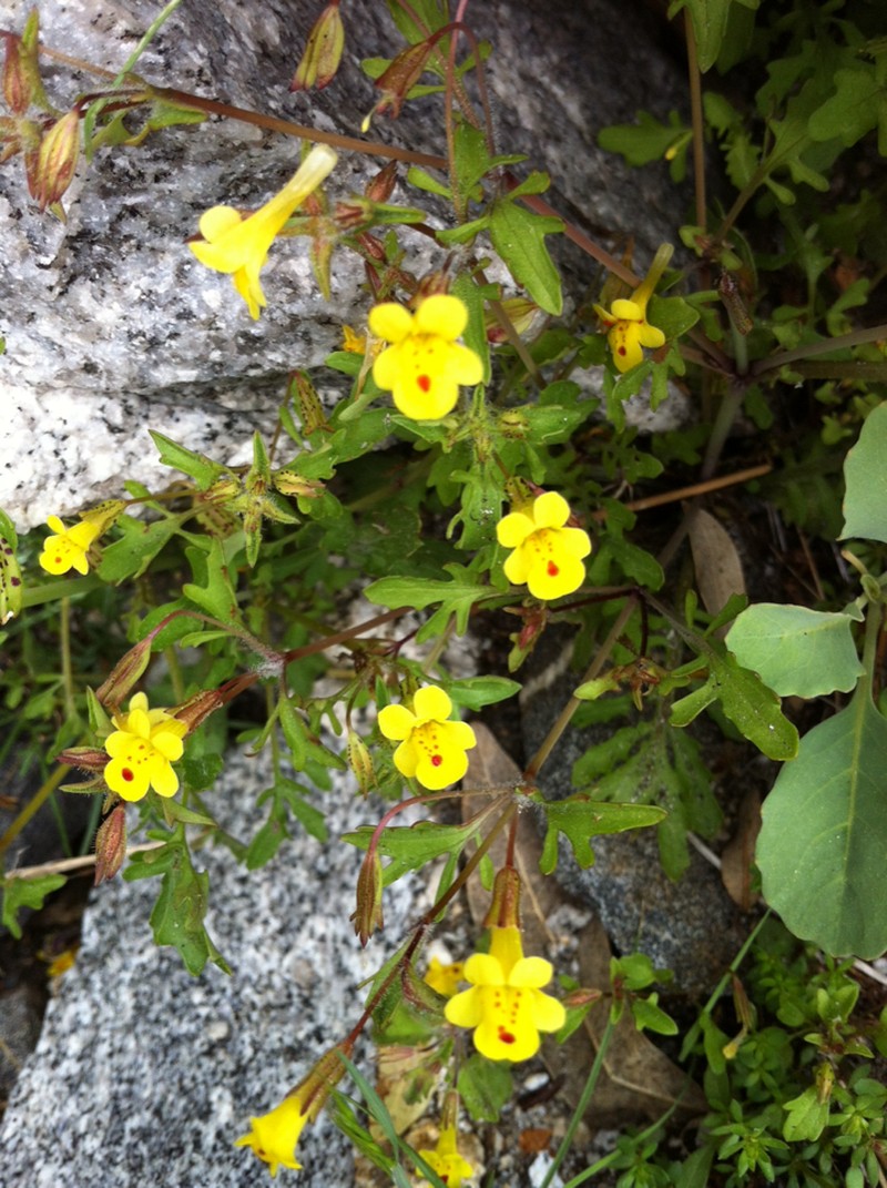 Cutleaf Monkeyflower photo 3