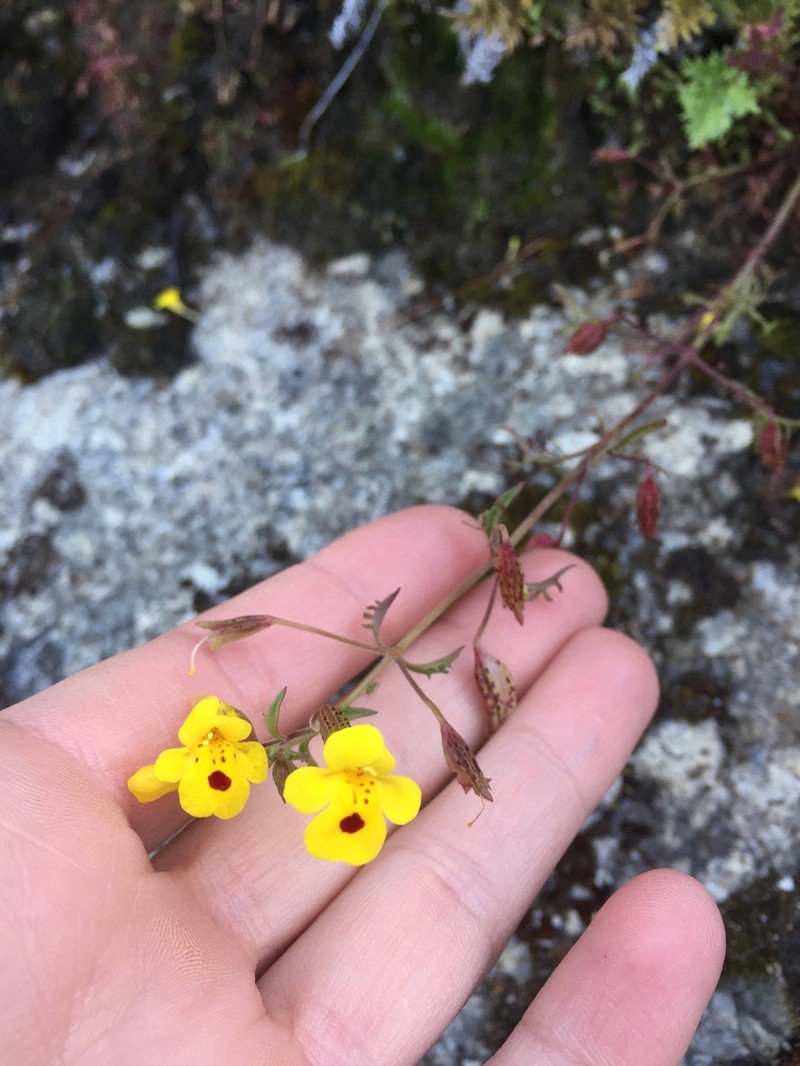 Cutleaf Monkeyflower photo 4