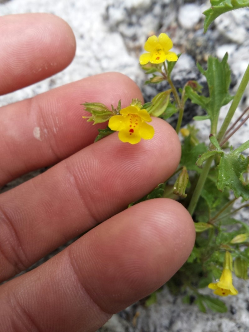 Cutleaf Monkeyflower photo 5