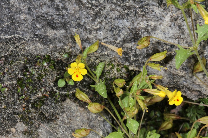 Cutleaf Monkeyflower photo 6