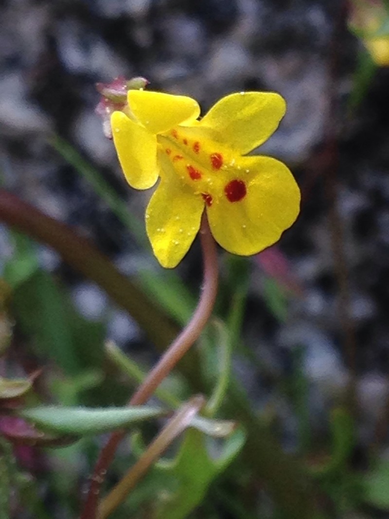 Cutleaf Monkeyflower photo 7