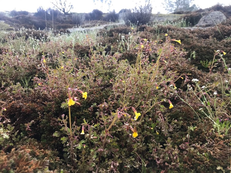 Cutleaf Monkeyflower photo 8