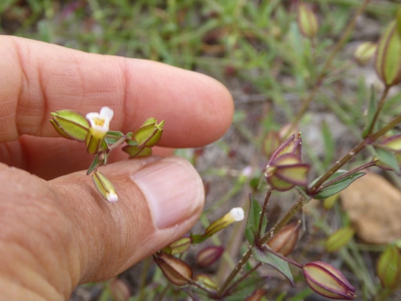Broadtooth Monkeyflower