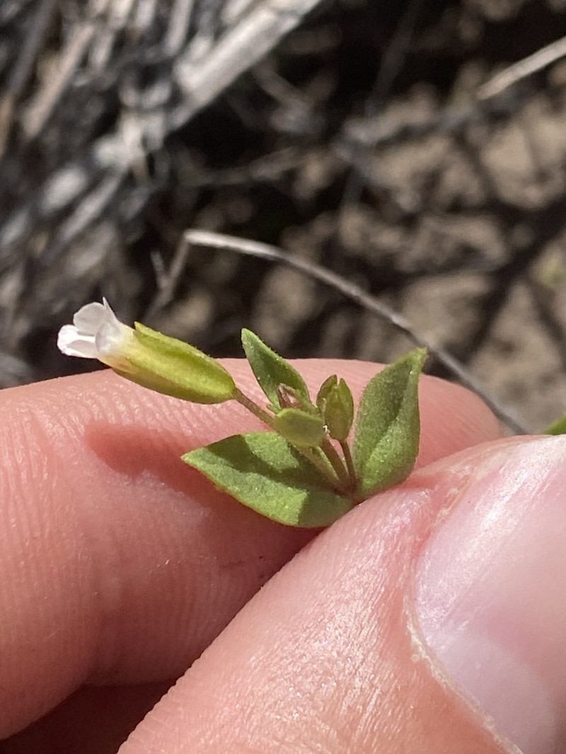 Broadtooth Monkeyflower photo 2