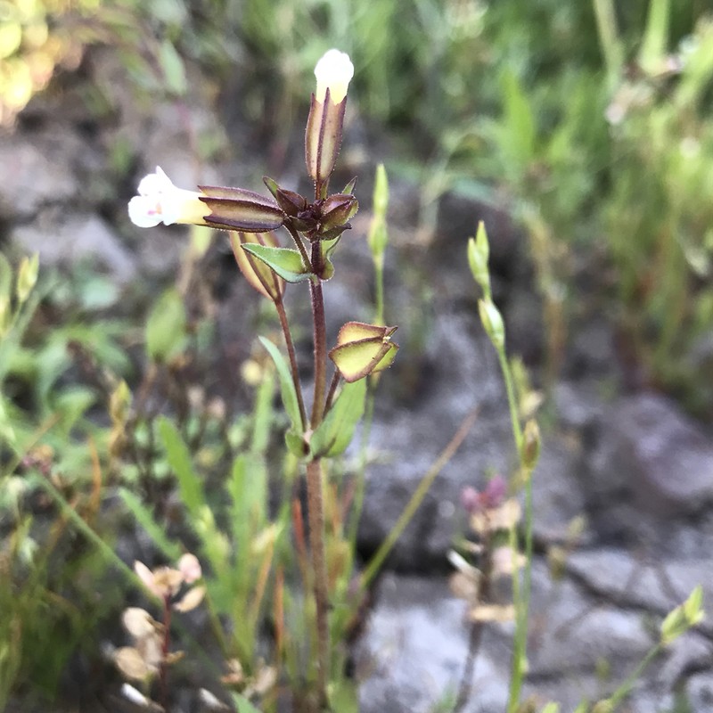 Broadtooth Monkeyflower photo 4