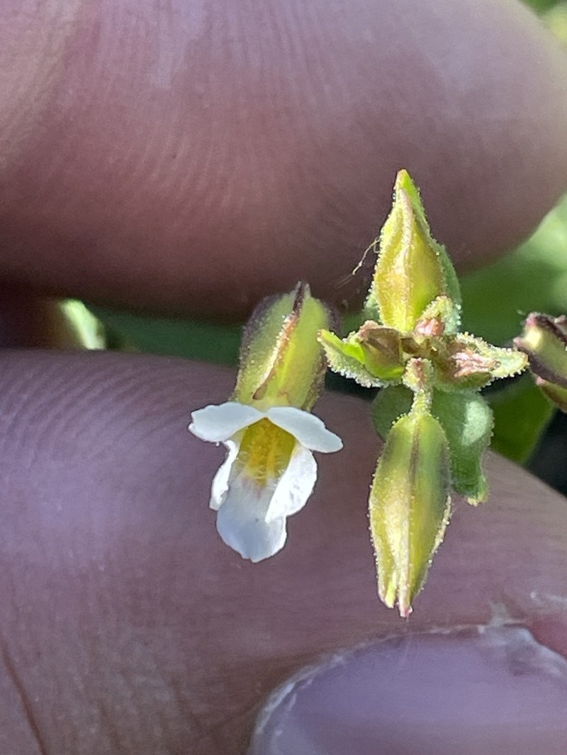 Broadtooth Monkeyflower photo 5