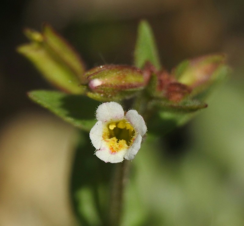 Broadtooth Monkeyflower photo 6
