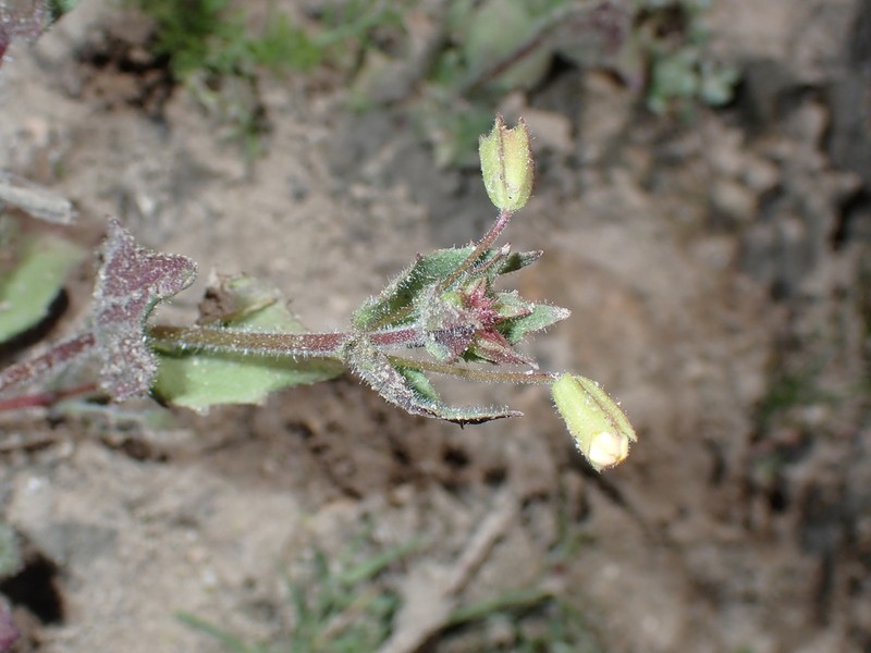 Broadtooth Monkeyflower photo 7