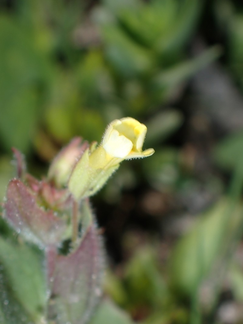Broadtooth Monkeyflower photo 8