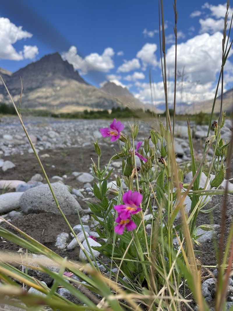 Purple Monkeyflower photo 2