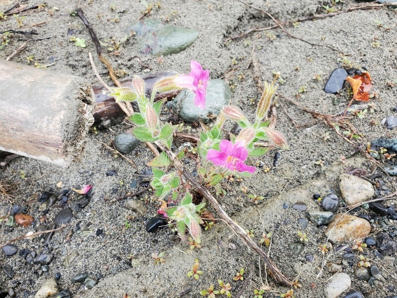 Purple Monkeyflower photo 3