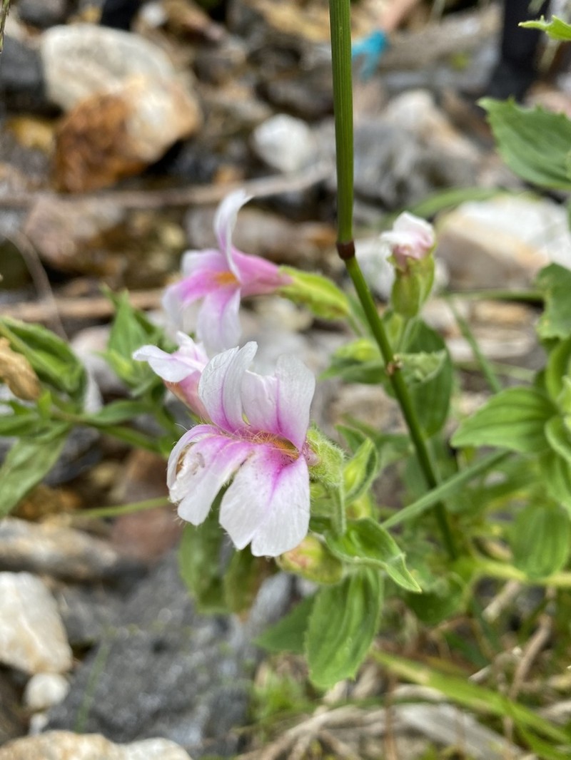 Purple Monkeyflower photo 4
