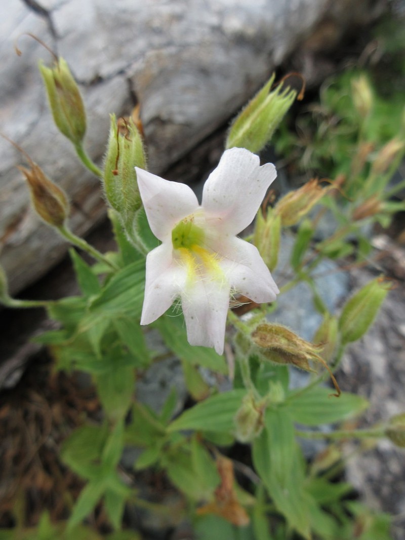Purple Monkeyflower photo 5